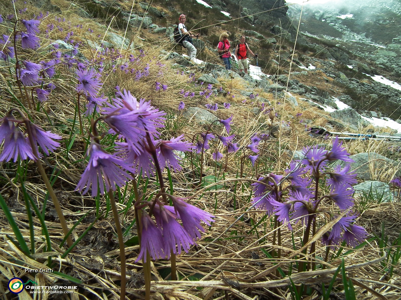 73 Soldanella alpina....JPG